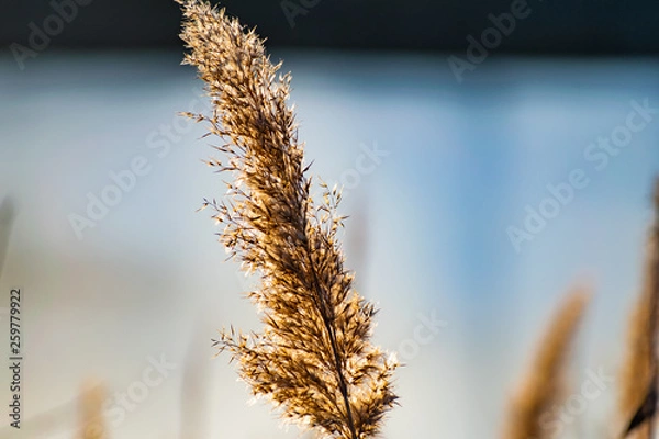 Fototapeta Golden, fluffy, soft and pleasant to the touch, the ear of reeds, against the blue sky in the evening at sunset. Small colorful landscape, beautiful picture.