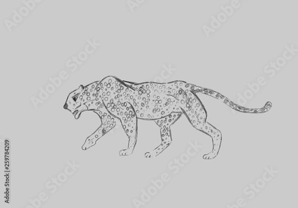 Fototapeta Cheetah prowling. Black line drawing Isolated on light gray background. Hand drawn illustration. Pencil sketch. Profile of African predator. Walking animal.