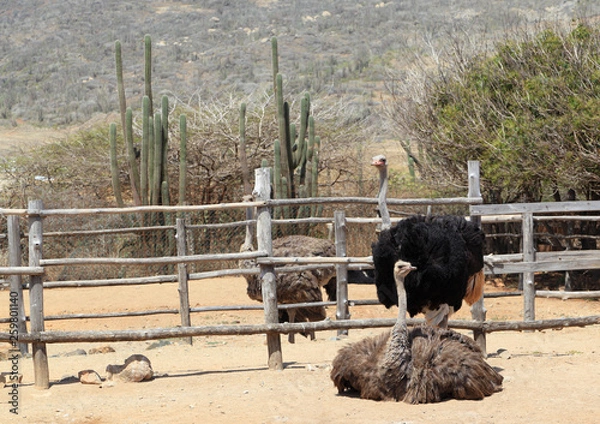 Fototapeta Ostriches (Struthio camelus) in their pens at the Aruba Ostrich Farm, Paradera, Aruba. The pair in the foreground are mated. The male has black feathers.