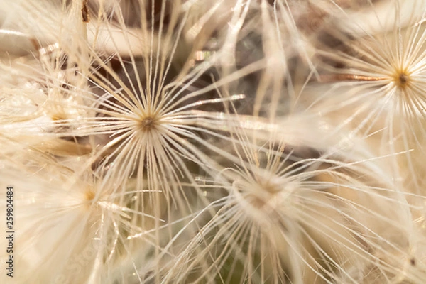 Fototapeta white dandelion seedling macro pattern