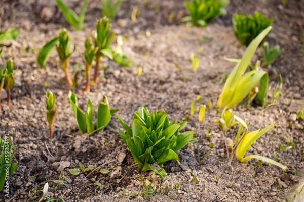 Obraz Young sprouts came out of the ground