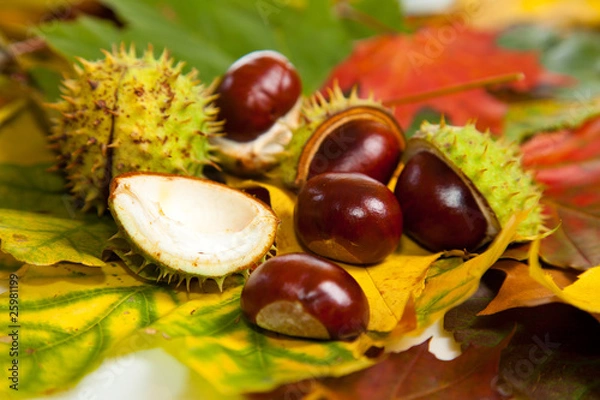 Fototapeta Composition of autumn chestnuts and leaves