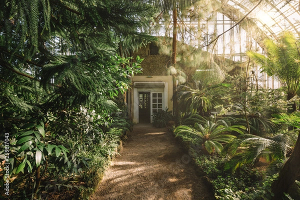 Fototapeta Dreamy landscape with exotic evergreen plants in greenhouse. Beautiful sunlight breaks through the window. Old tropical botanic garden. A variety of plants: palms, ferns, and conifers. Nature concept.