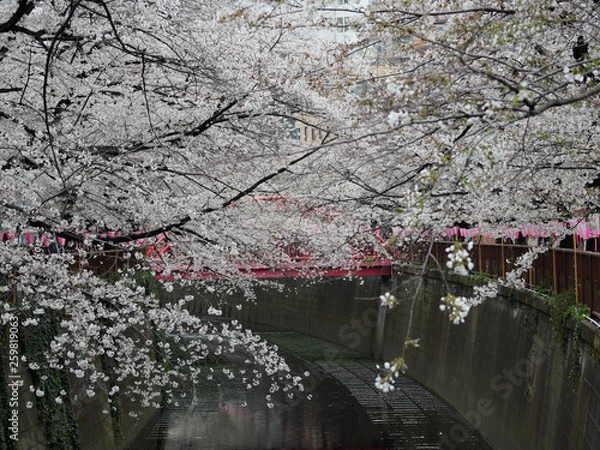 Obraz 目黒川 桜