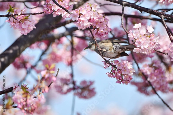 Fototapeta 河津桜のヒヨドリ
