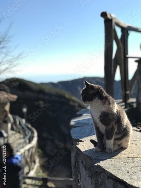 Fototapeta Cat greece