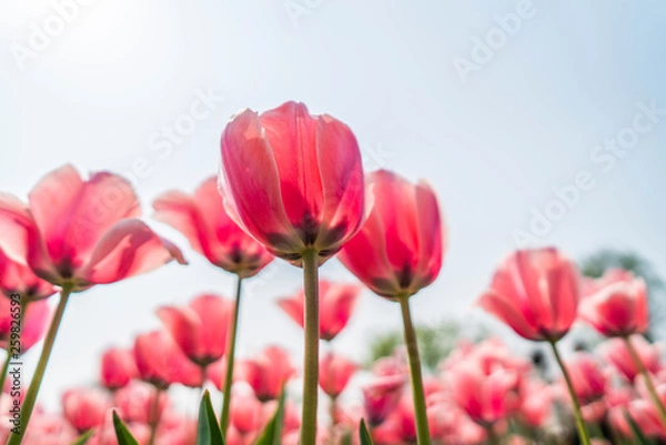 Fototapeta Tulips in spring