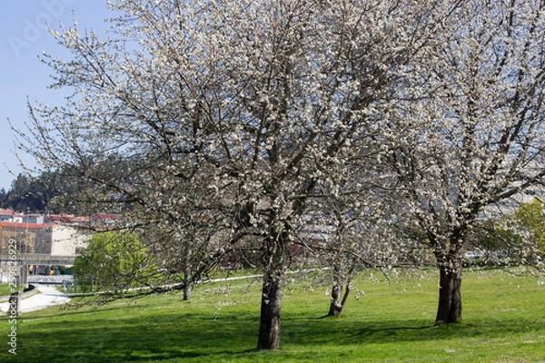 Fototapeta Almond trees in bloom