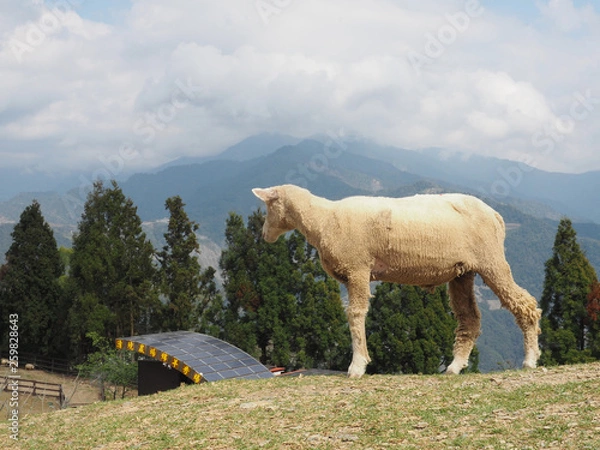 Obraz Taiwan sheep beautiful background