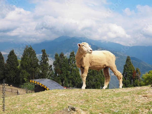 Obraz Taiwan sheep beautiful background