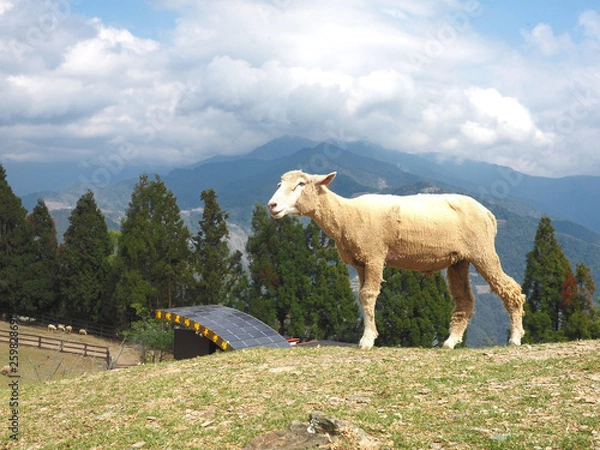 Obraz Taiwan sheep beautiful background