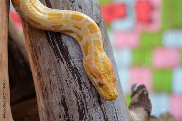 Fototapeta python snake 
