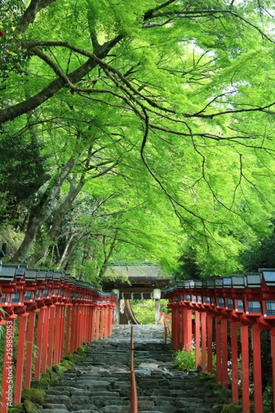 Obraz Kifune shrine(貴船神社）