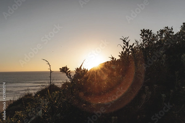 Fototapeta Sunset coast trees