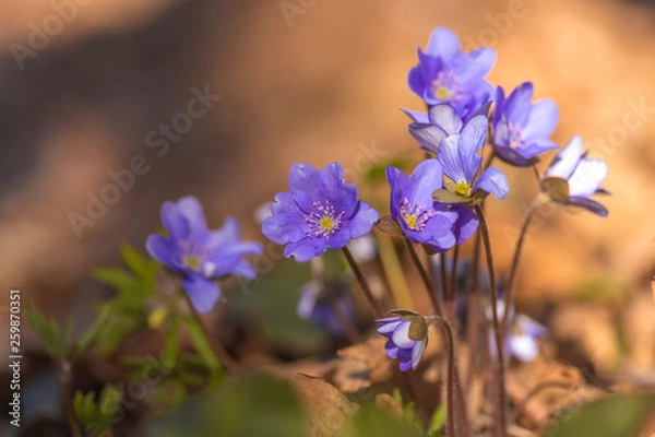 Fototapeta primroses macro background bokeh