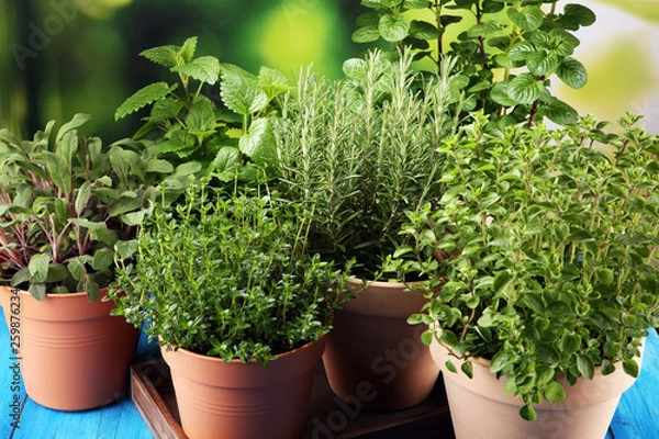 Fototapeta Homegrown and aromatic herbs in old clay pots on rustic background