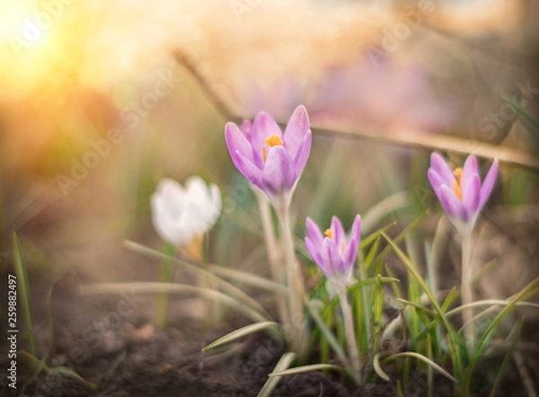 Obraz crocus in spring
