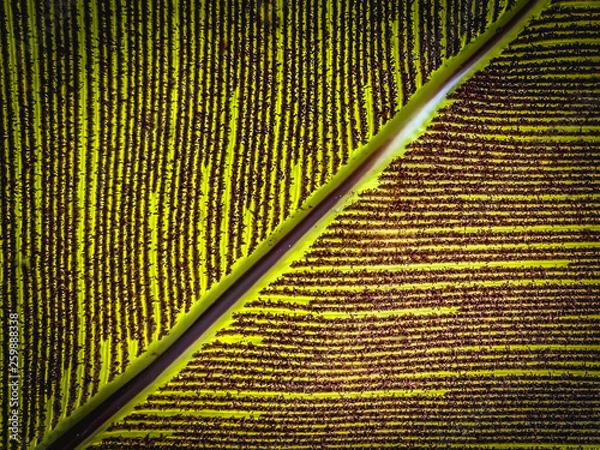 Fototapeta Pattern on banana leaves