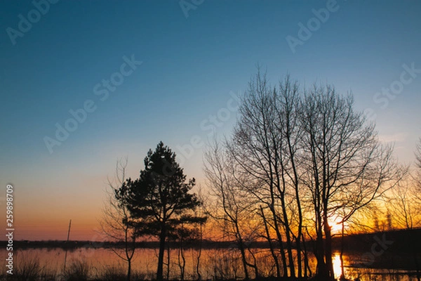 Fototapeta Silhouette of trees against a sunset. Spring spill in the meadow.