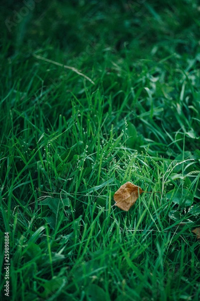 Fototapeta Spring. Beautiful natural background of green grass with dew and water drops and red leave. Seasonal concept, close up, copy space