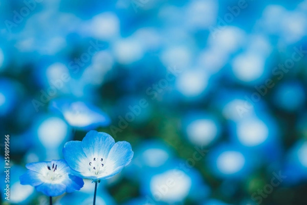 Obraz ネモフィラ / nemophila