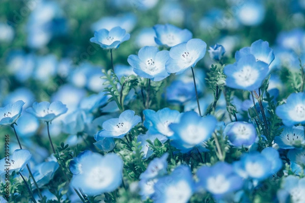 Obraz ネモフィラ / nemophila