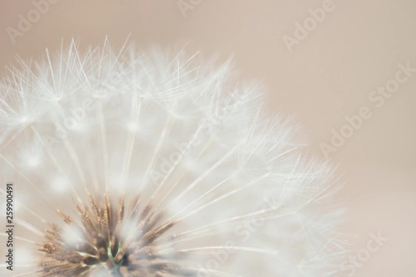 Fototapeta タンポポ