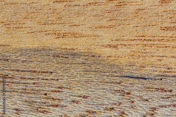 Obraz wood texture and background