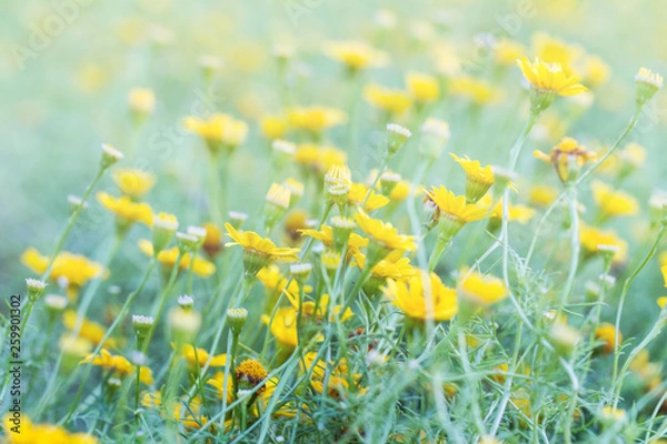 Obraz Spring background with beautiful yellow flowers