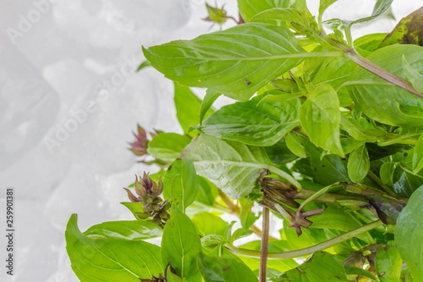 Obraz basil and ice on white