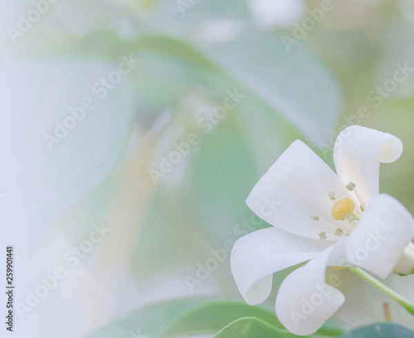 Obraz white flower background