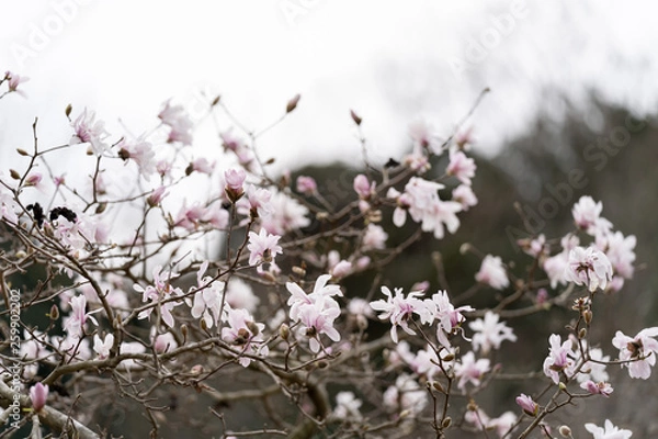 Obraz シデコブシ