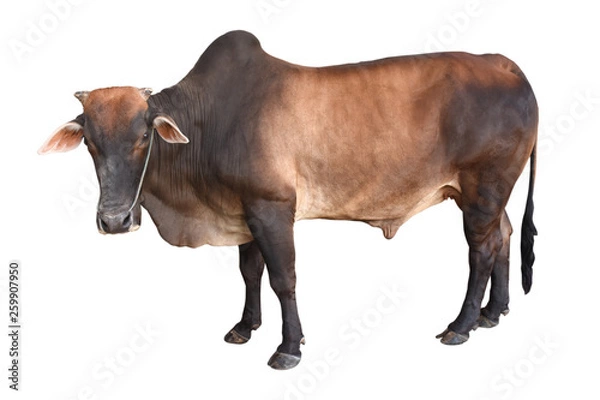 Obraz Brahman ox isolated on white background with clipping path