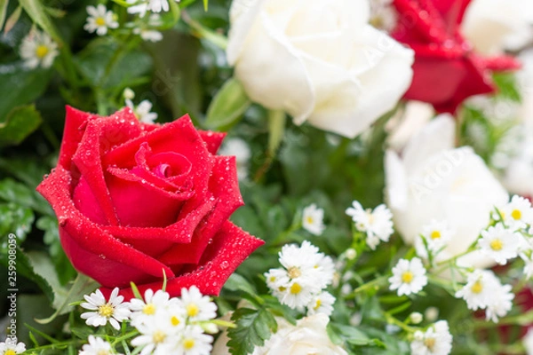 Obraz The Red rose in the important moments.