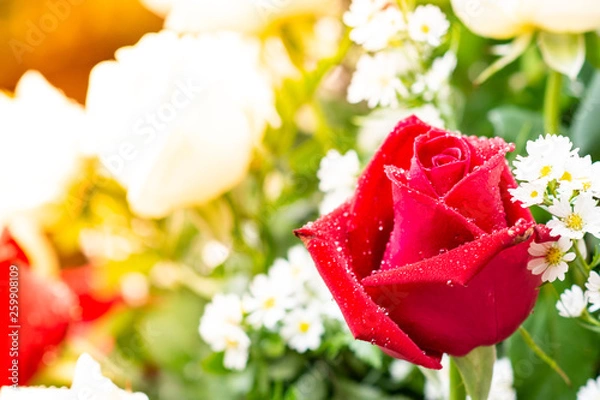 Obraz The Red rose in the important moments.