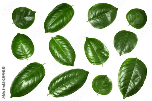 Obraz Green leaf on isolate white background with clipping path