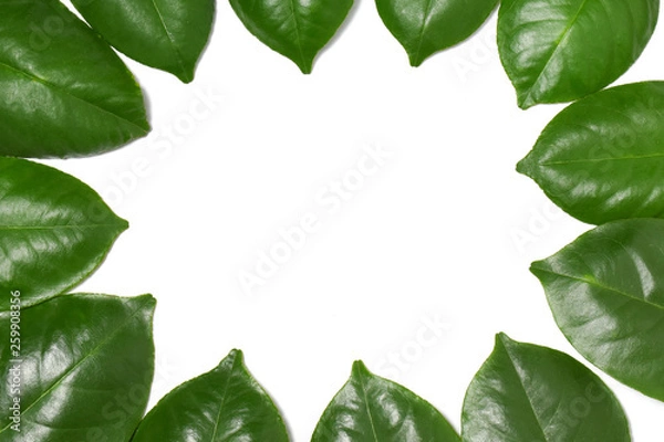 Obraz Green leaf on isolate white background with clipping path