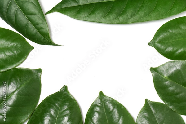 Obraz Green leaf on isolate white background with clipping path