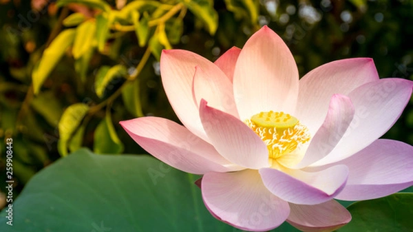 Obraz Beautiful purple lotus flower on black shadow background with warm light