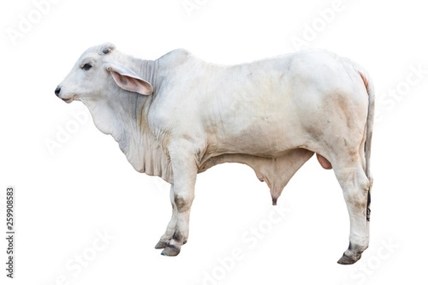Obraz Brahman ox isolated on white background with clipping path