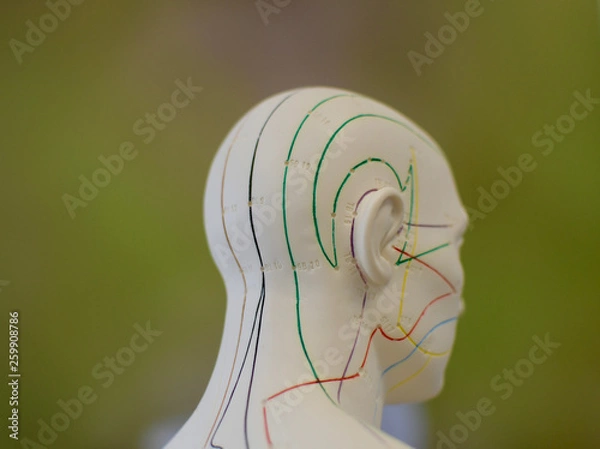 Obraz tcm acupuncture puppet detail meridian green background