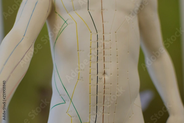 Obraz tcm acupuncture puppet detail meridian green background