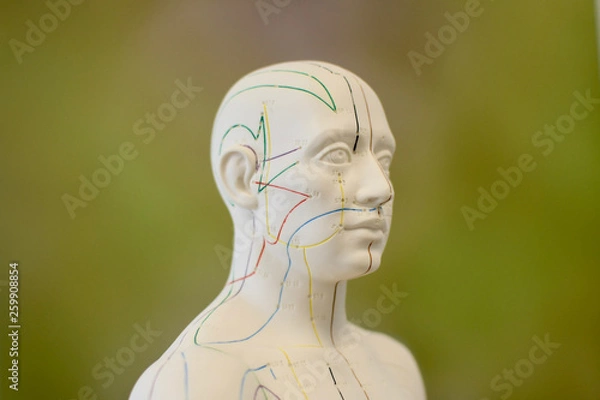 Obraz tcm acupuncture puppet detail meridian green background