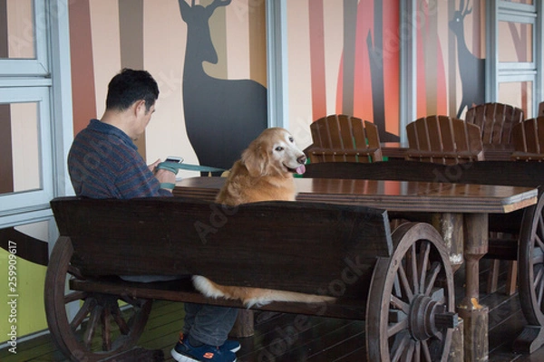 Fototapeta Golden retriever dog sit and look back at camera