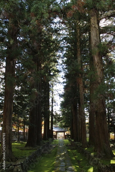 Fototapeta 寺の並木道