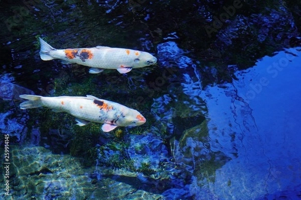 Fototapeta 澄み切った池の中を優雅に泳ぐ鯉達