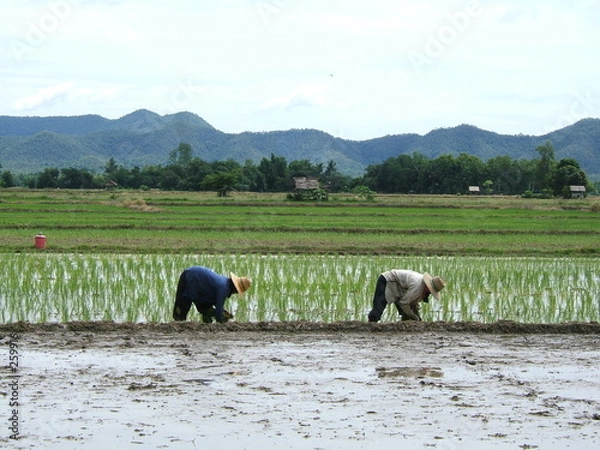 Obraz rizière en asie
