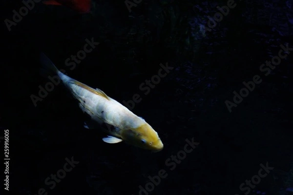 Fototapeta 澄み切った池の中を優雅に泳ぐ鯉達