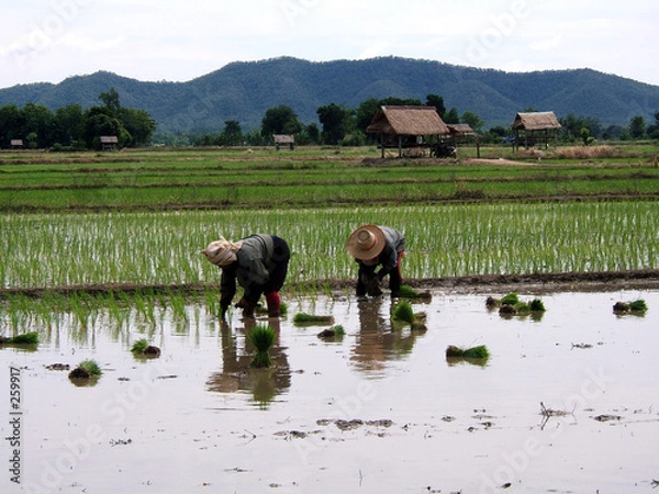 Obraz Sadzarka ryżu