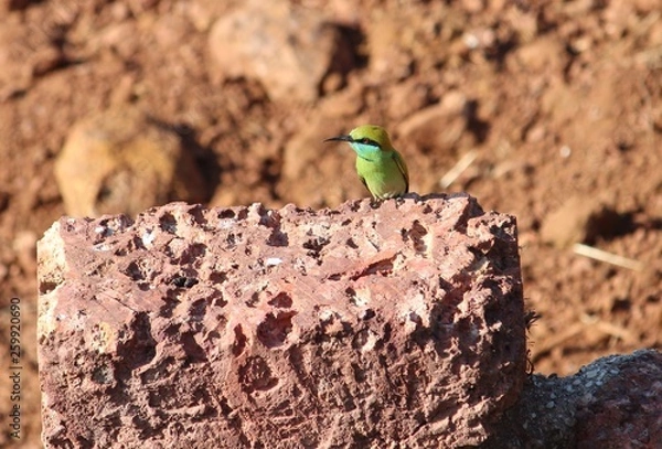 Obraz Green Bee Eater